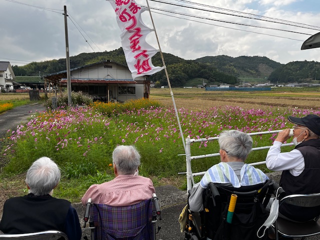 コスモス見学①