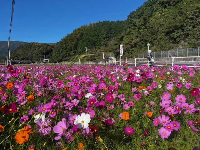 コスモス見学②