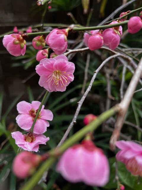 梅が咲きました🌸