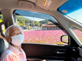 コスモス祭り①
