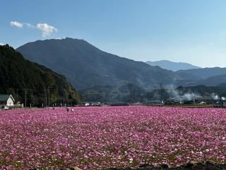 コスモス祭り②