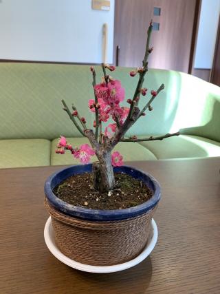 梅の花