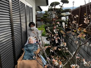 お家で桜🌸