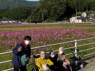 コスモスを観にいこう～２