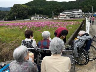 コスモスを観にいこう～３
